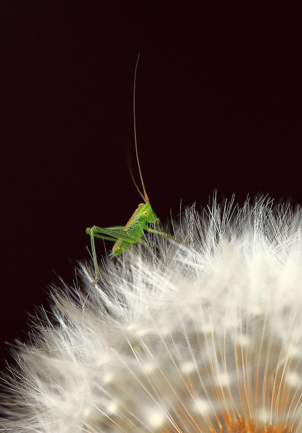 Avril 2019 “Le printemps”